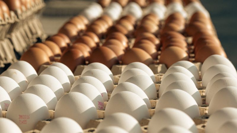 Најавено замрзнување на цената на јајцата од кокошка